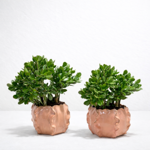 Prosperity Crassula 