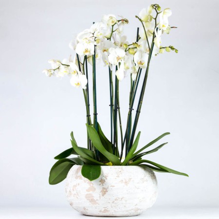 Phalaenopsis orchids in a concrete bowl