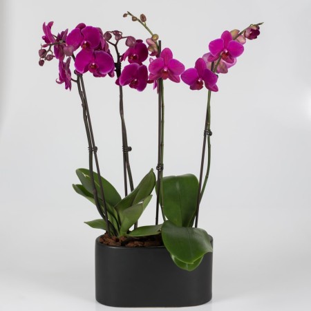 Elegant Gift