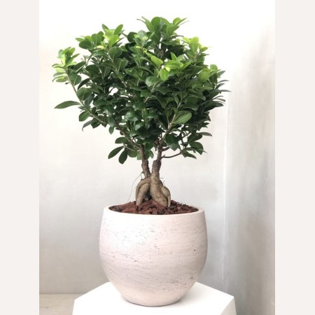 Bonsai Tree