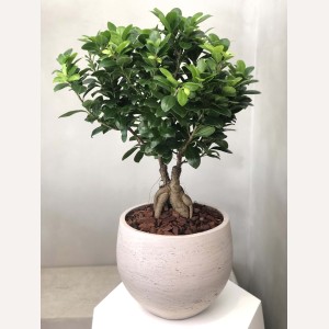 Bonsai Tree