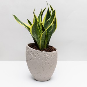 Elegant Plant