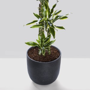 Dracaena Lemon Lime