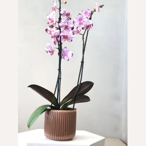 Modern Orchid