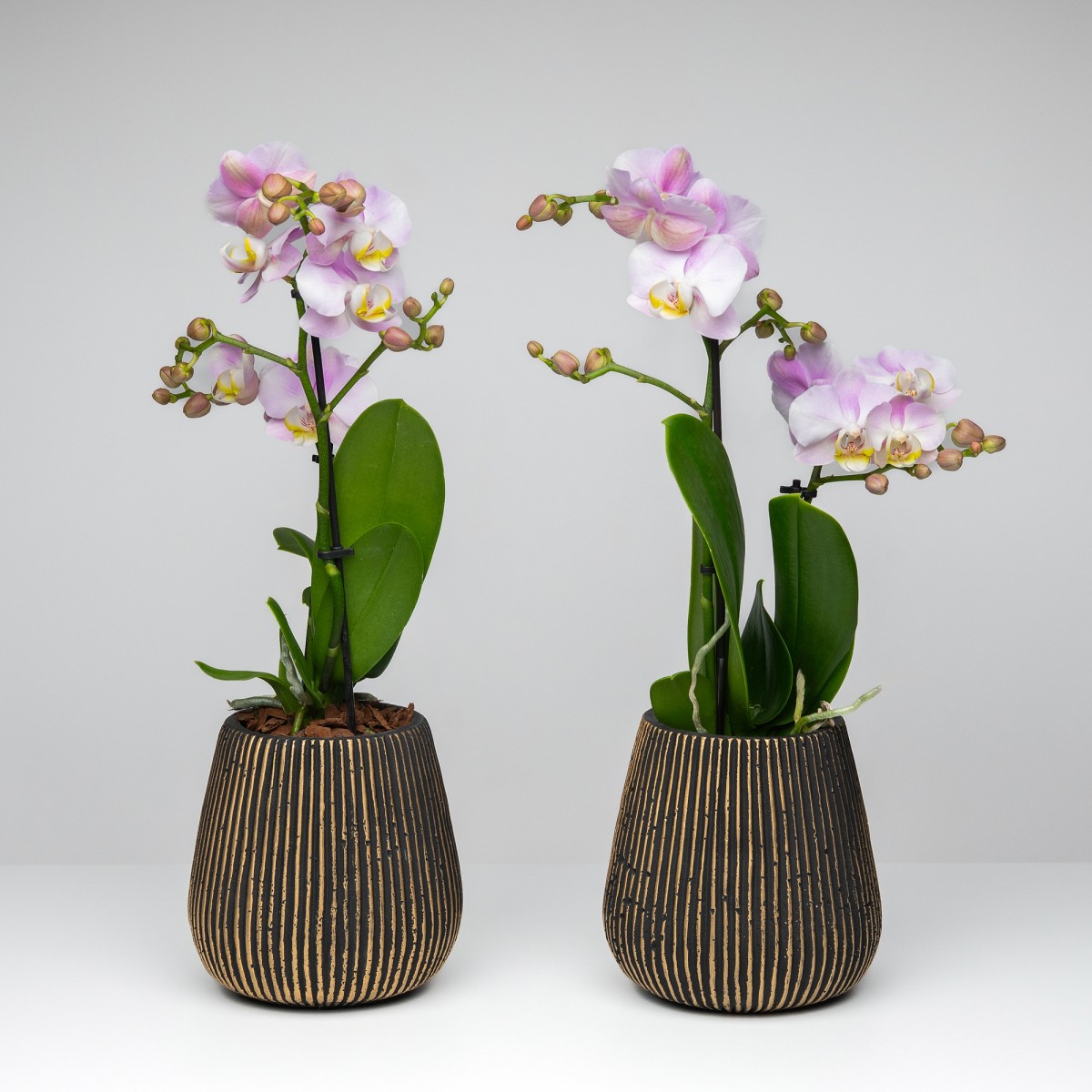Mini Orchid