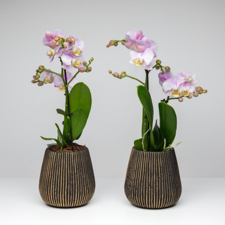 Mini Orchid