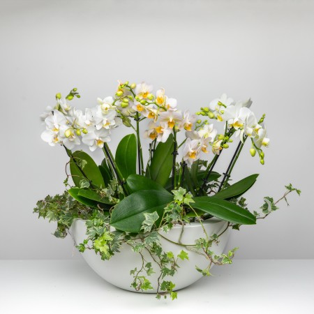 White Serenity