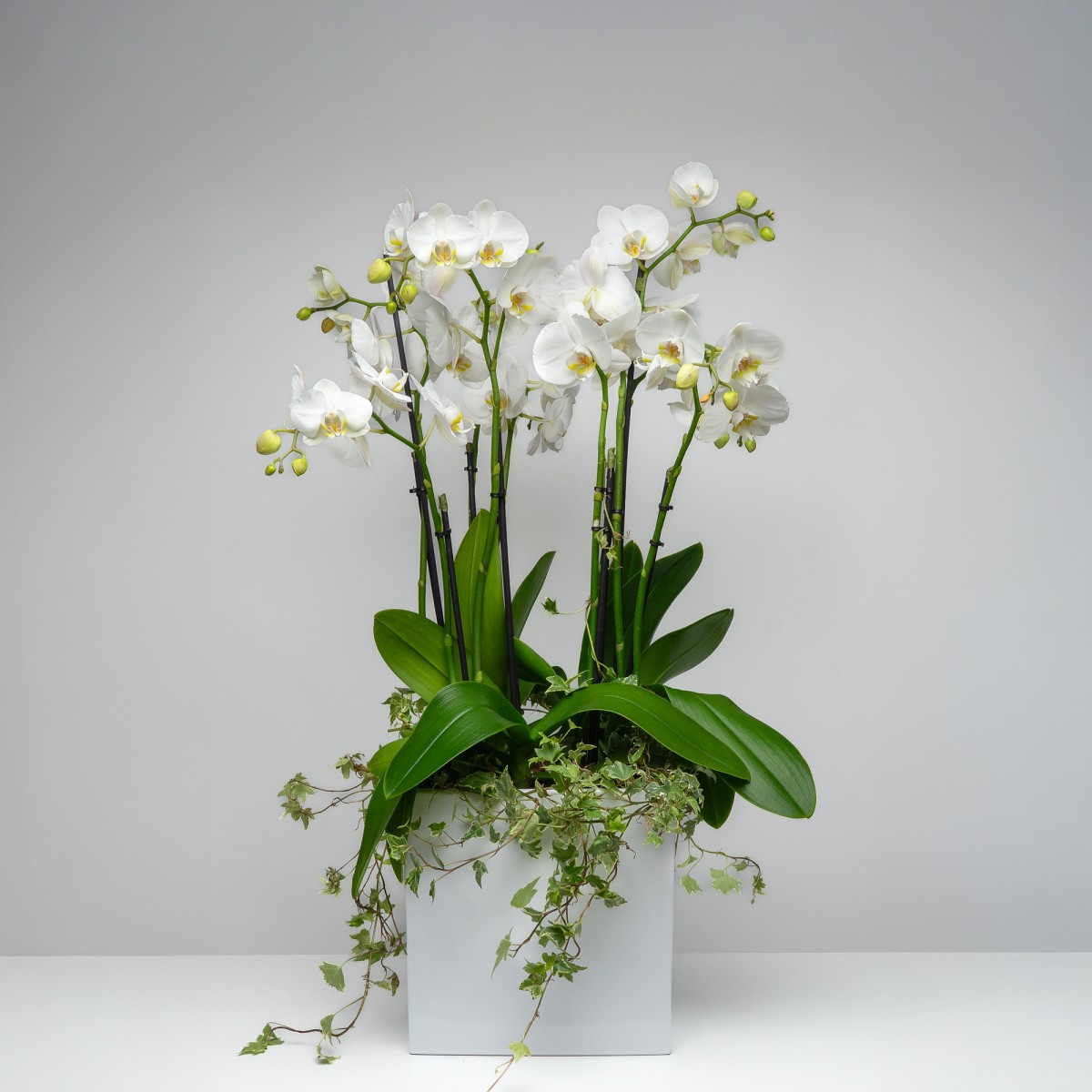 Phalaenopsis orchids in a concrete bowl