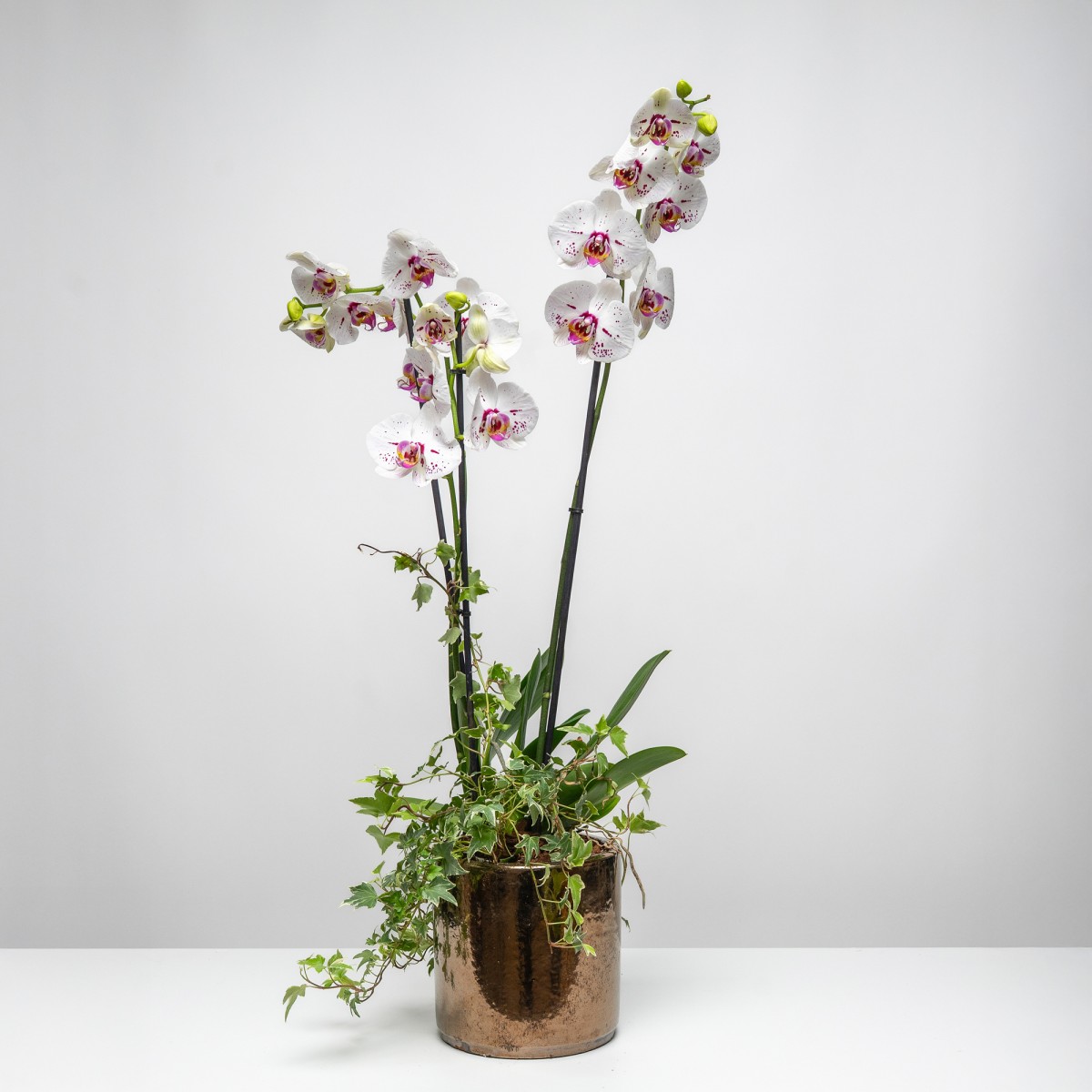 White Luxury Phalaenopsis