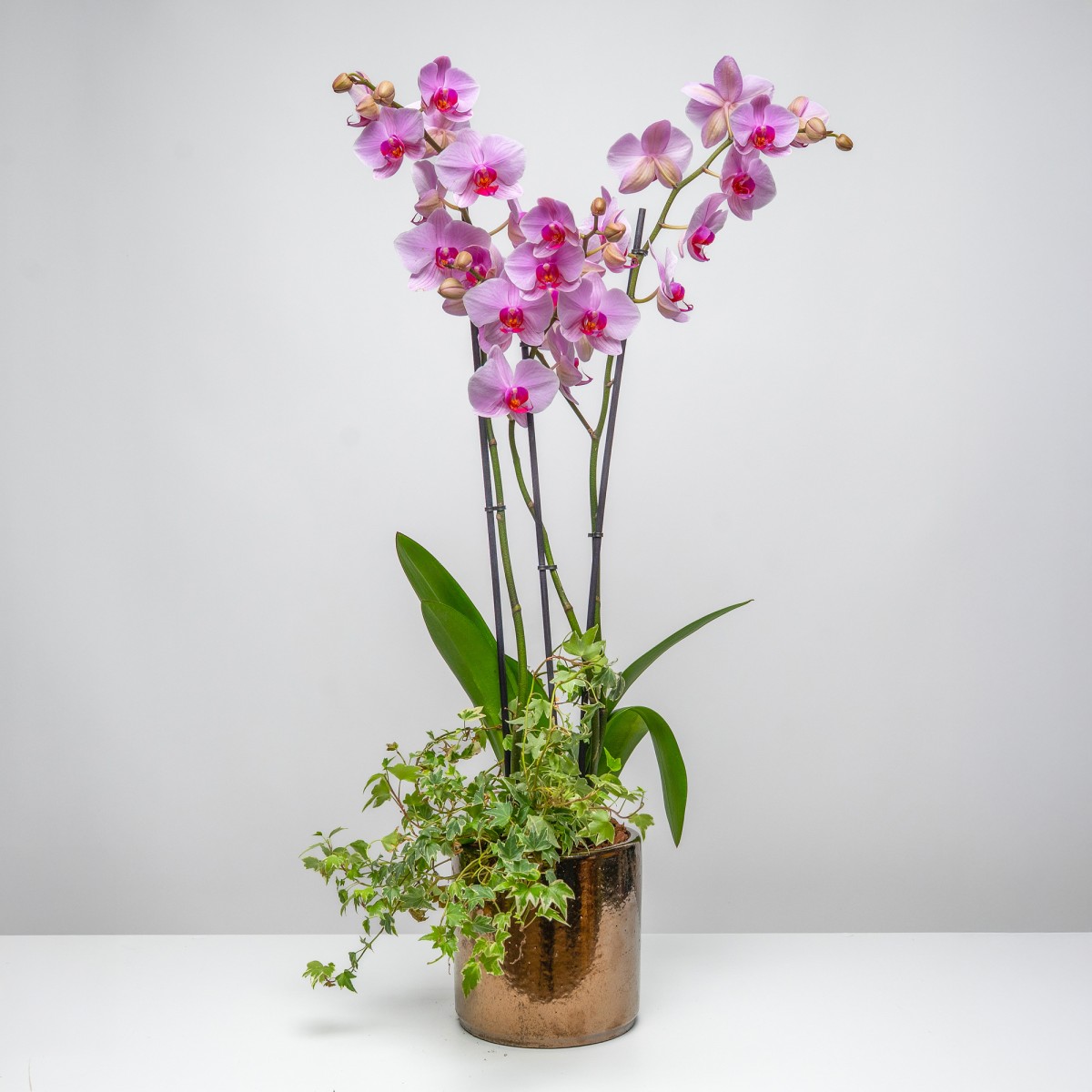 Pink Luxury Phalaenopsis