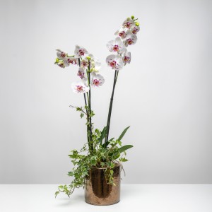 White Luxury Phalaenopsis