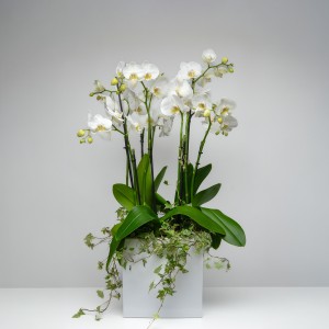 Phalaenopsis orchids in a concrete bowl
