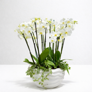 Royal White Orchids